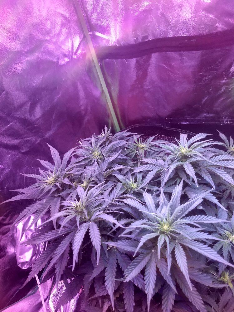 First time grow everlend me your thoughts 3