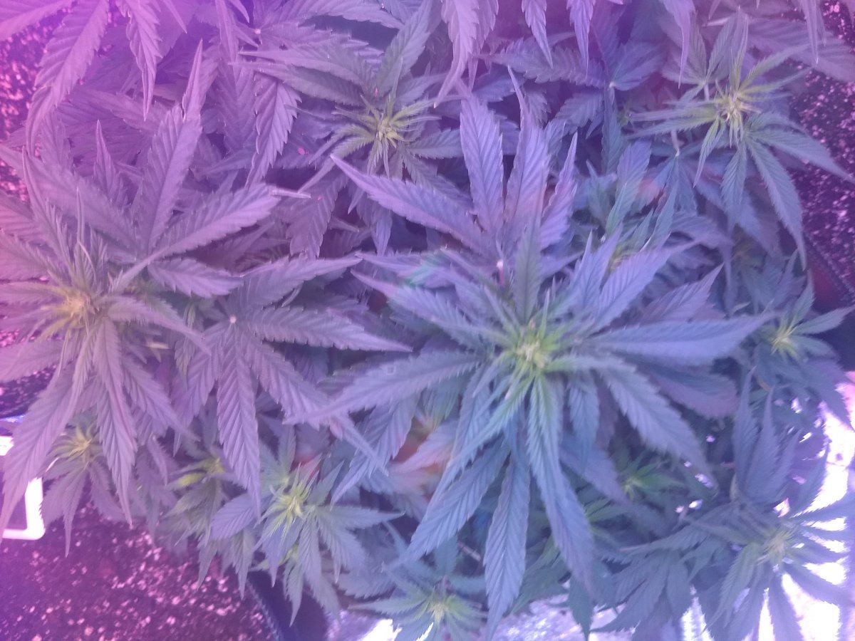 First time grow everlend me your thoughts 4