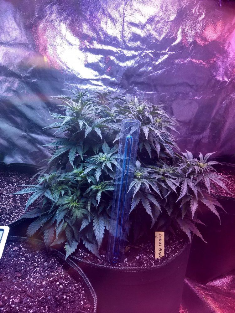 First time grow everlend me your thoughts