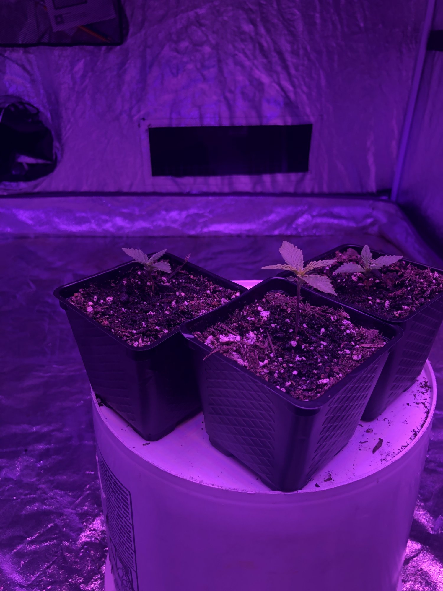 First time grow excited but here we go 2