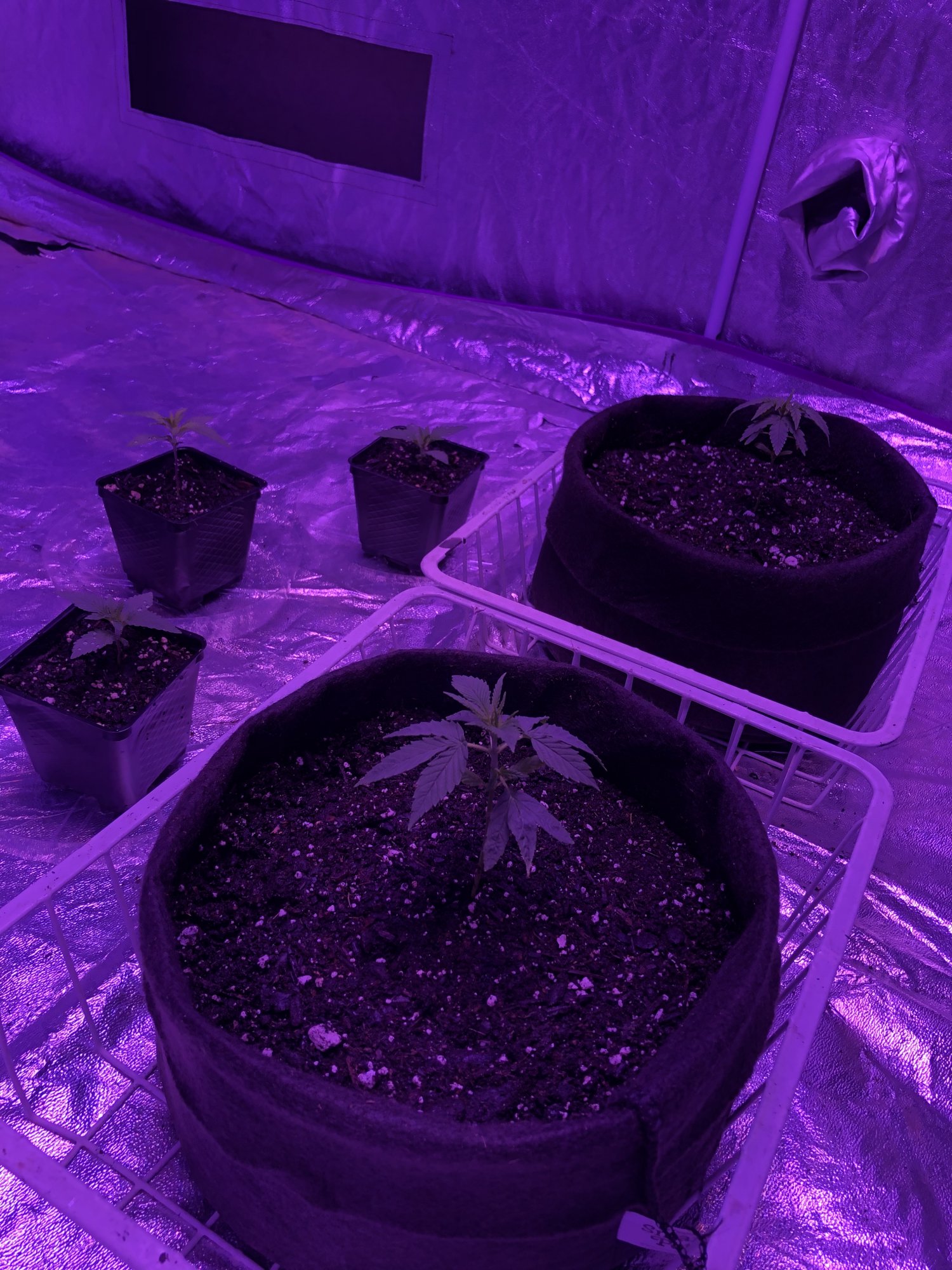 First time grow excited but here we go 5