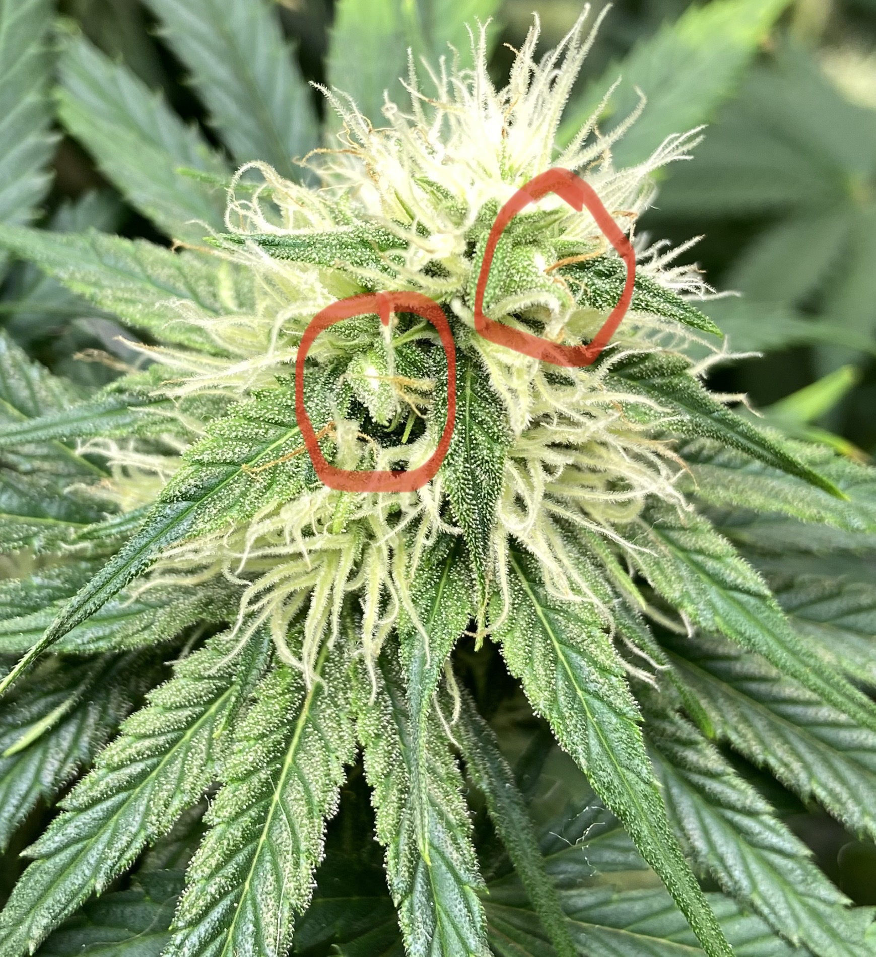 First time grow - help me identify possible seeds - THCFarmer