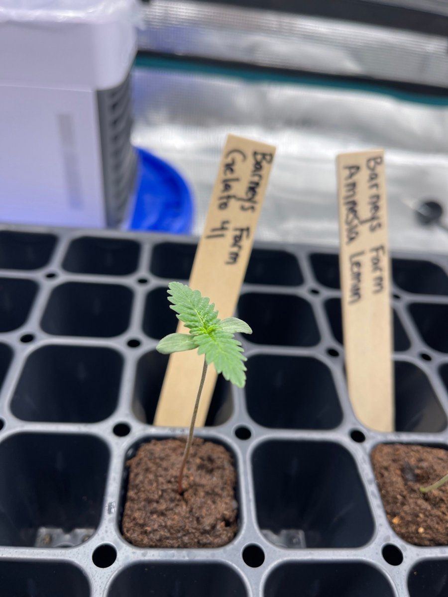 First time grow  honolulu hawaii  pic heavy 10