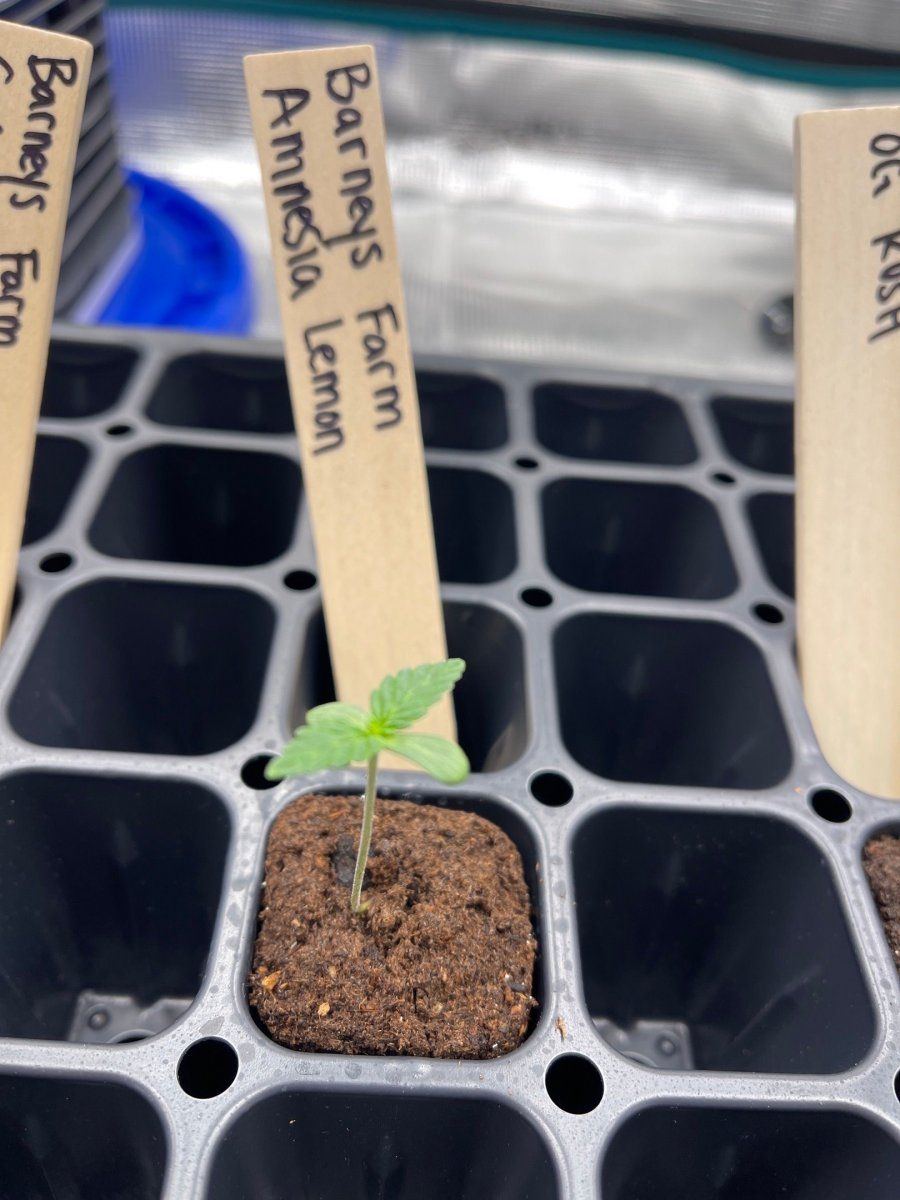 First time grow  honolulu hawaii  pic heavy 11