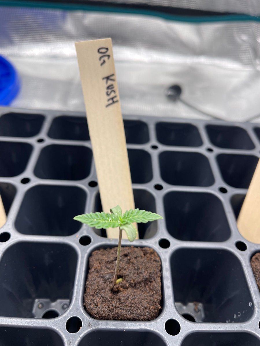 First time grow  honolulu hawaii  pic heavy 12