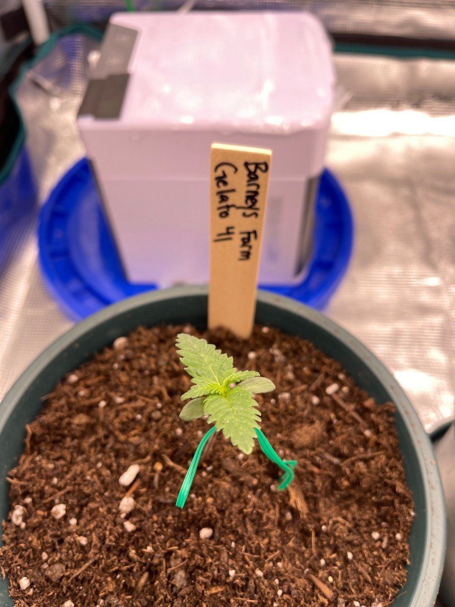 First time grow  honolulu hawaii  pic heavy 13