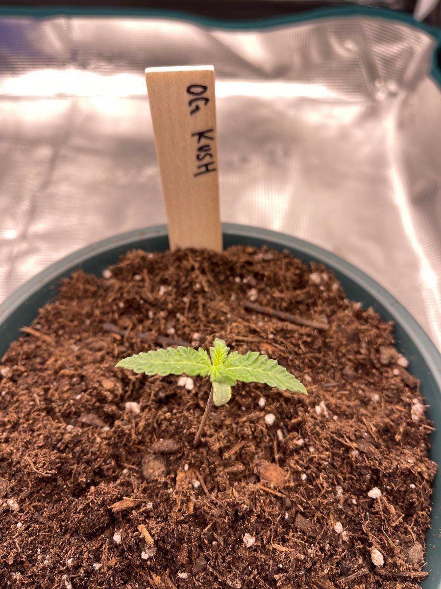 First time grow  honolulu hawaii  pic heavy 14