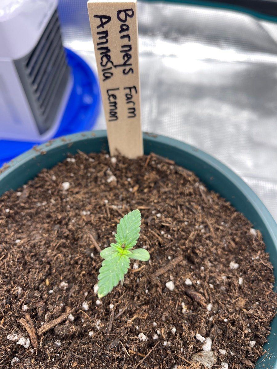 First time grow  honolulu hawaii  pic heavy 15