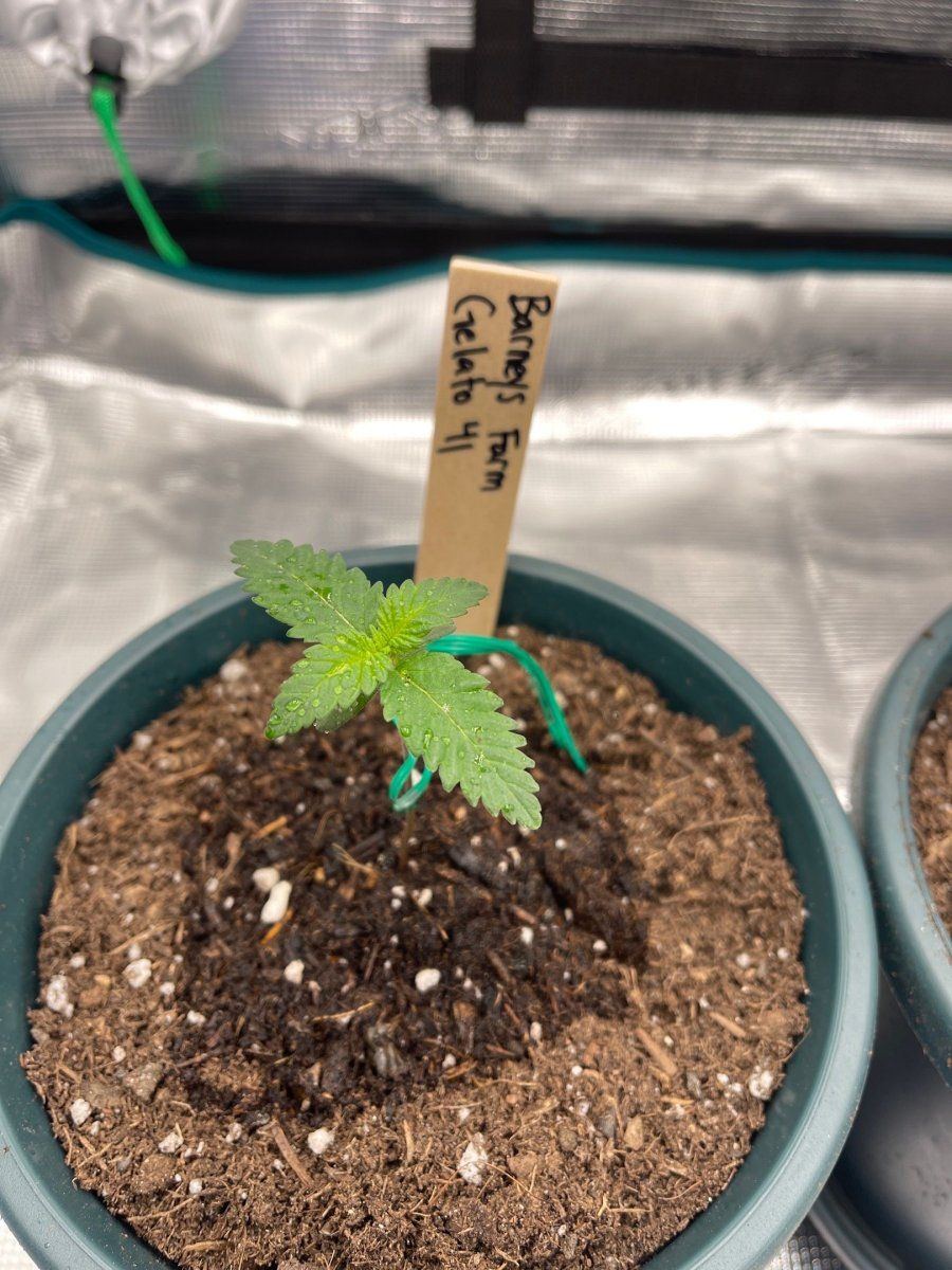 First time grow  honolulu hawaii  pic heavy 16