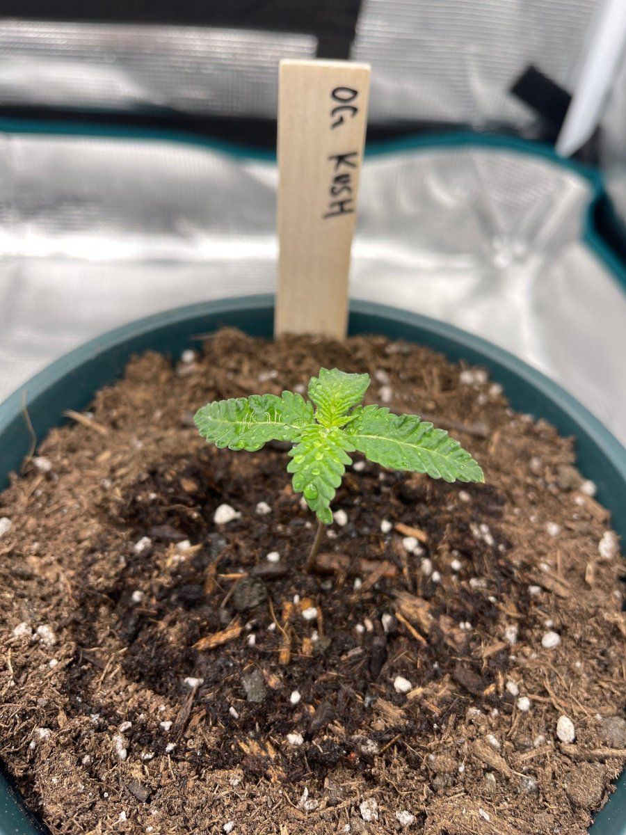 First time grow  honolulu hawaii  pic heavy 17