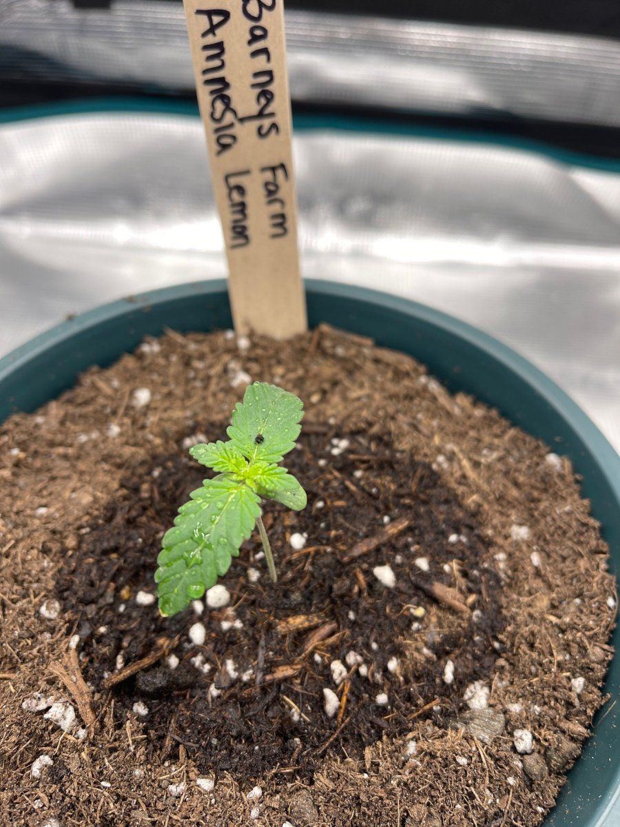 First time grow  honolulu hawaii  pic heavy 18