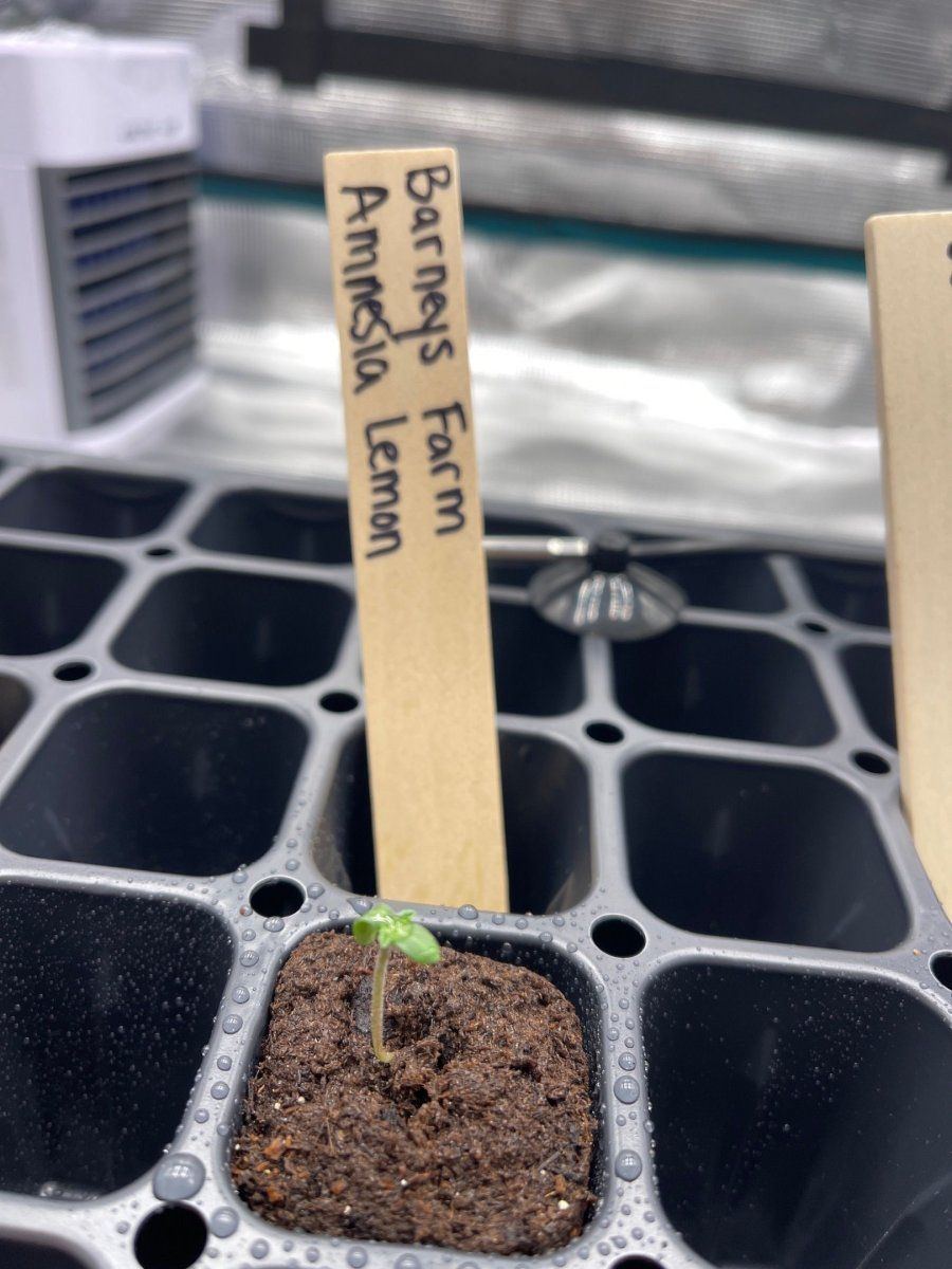 First time grow  honolulu hawaii  pic heavy 4