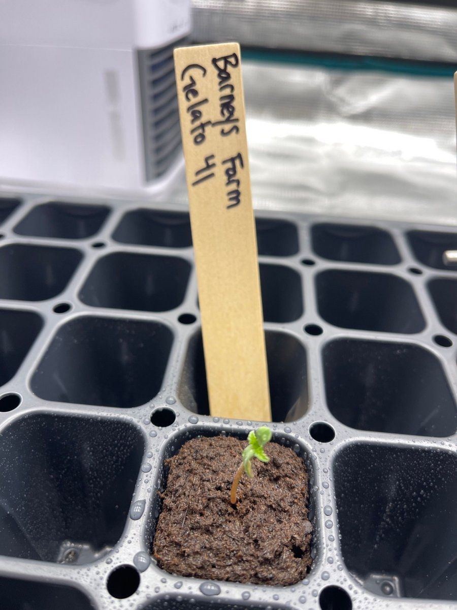 First time grow  honolulu hawaii  pic heavy 5