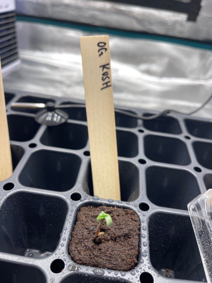 First time grow  honolulu hawaii  pic heavy 6