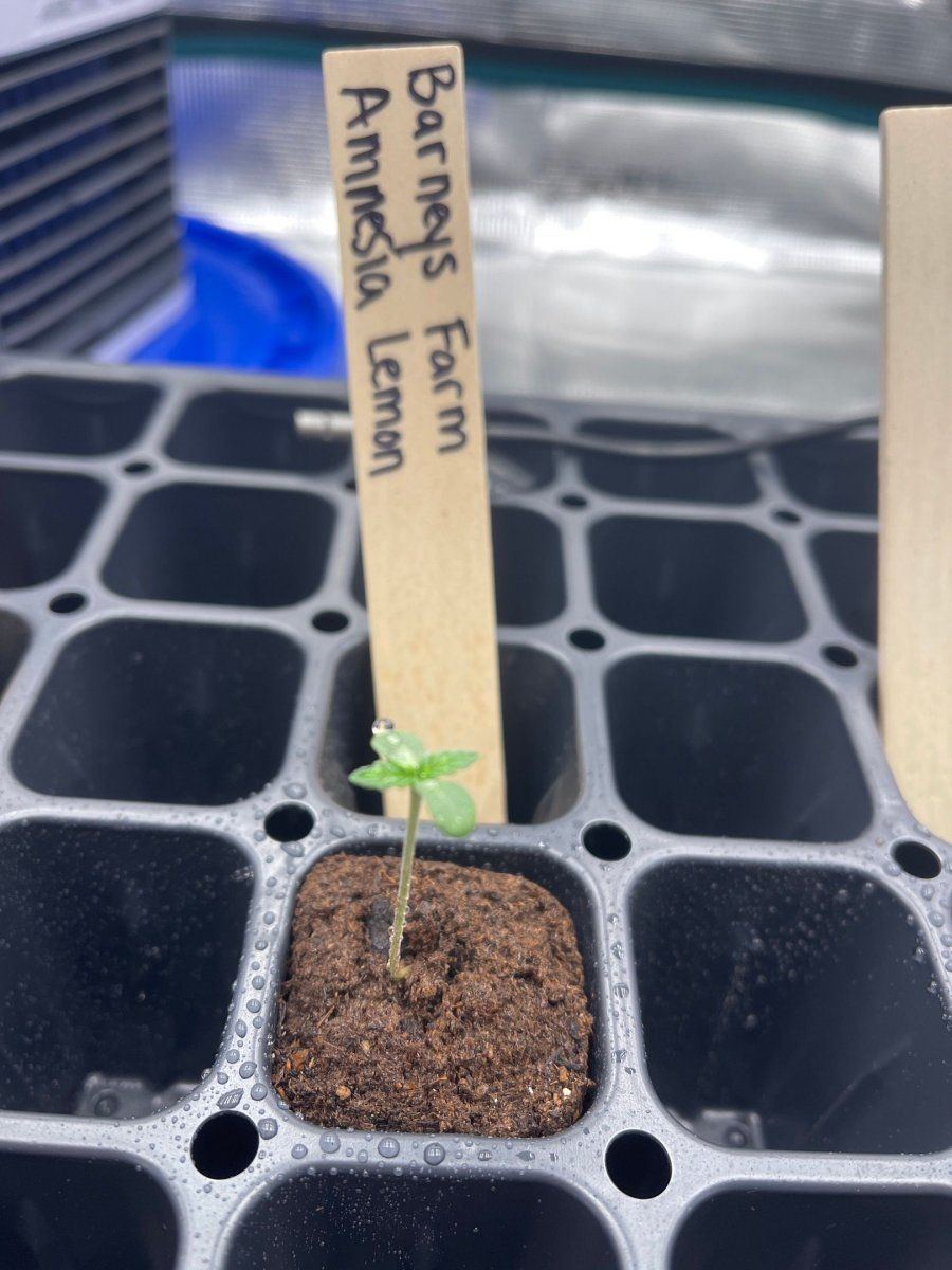 First time grow  honolulu hawaii  pic heavy 7