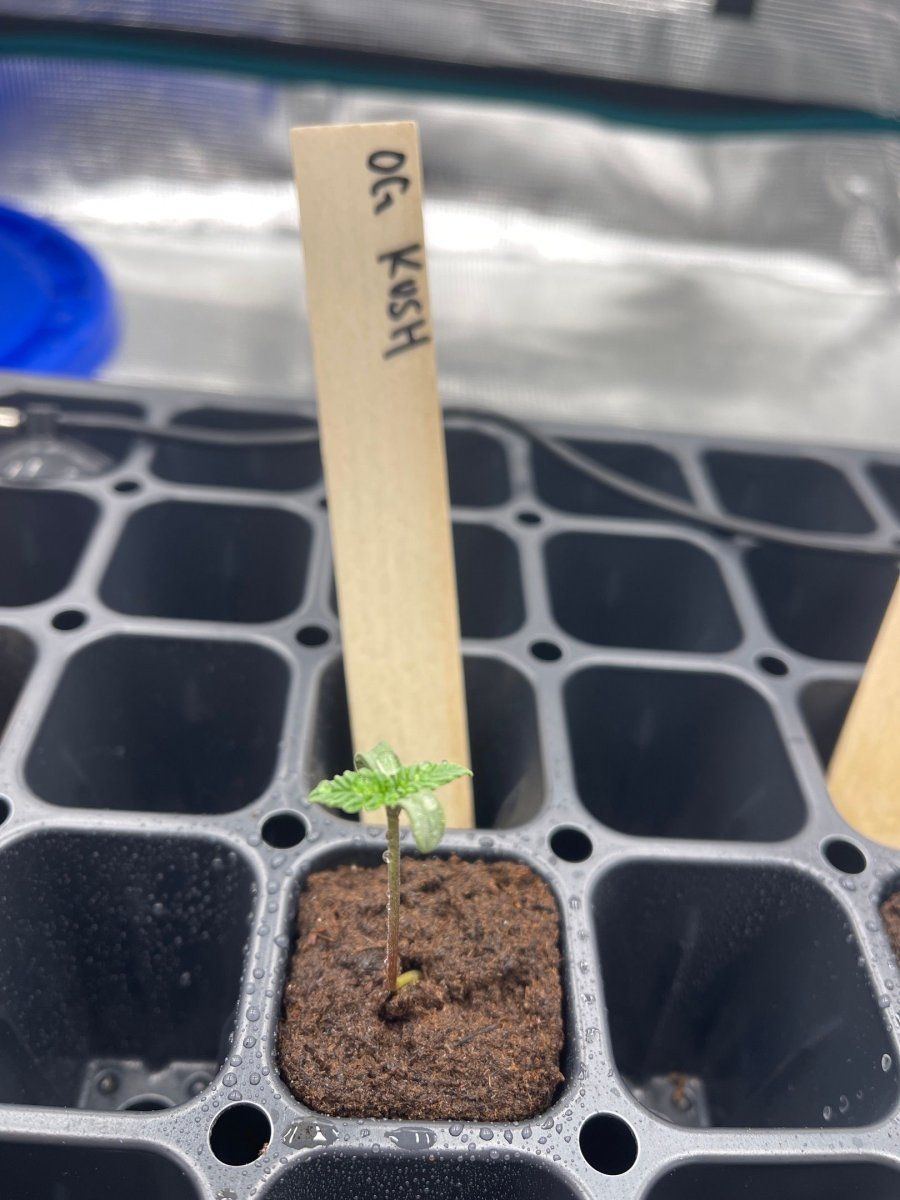 First time grow  honolulu hawaii  pic heavy 8