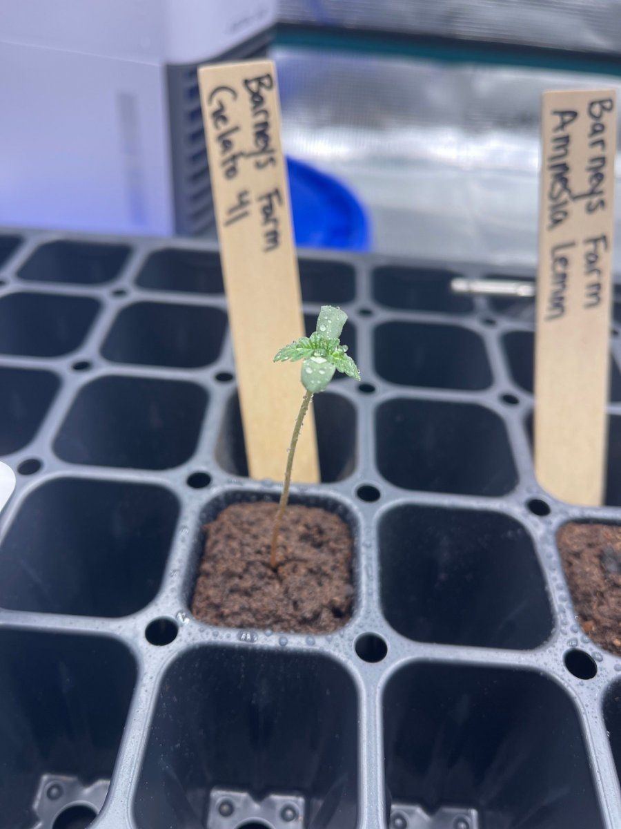 First time grow  honolulu hawaii  pic heavy 9