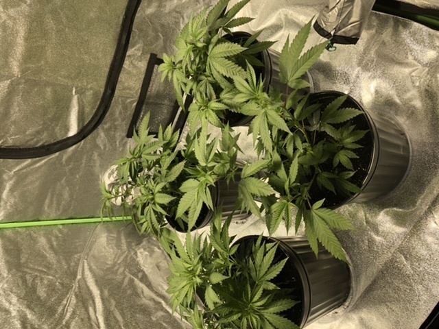First time grow how are they doing 10
