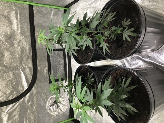 First time grow how are they doing 3