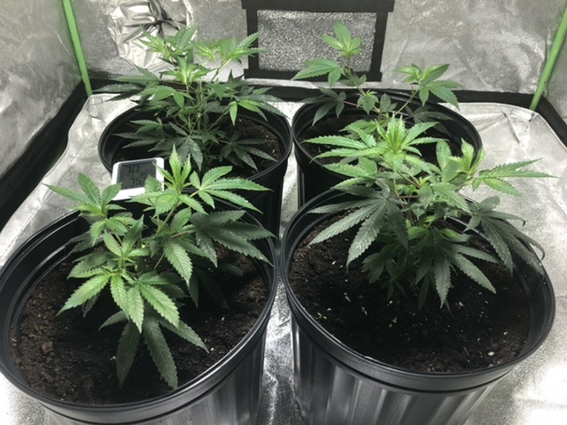 First time grow how are they doing 4