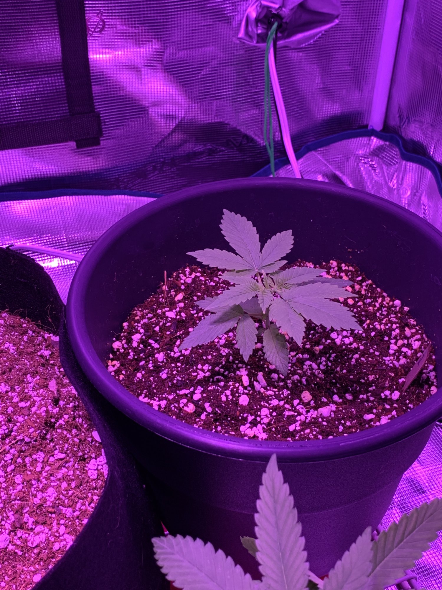 First time grow how do they look so far 3