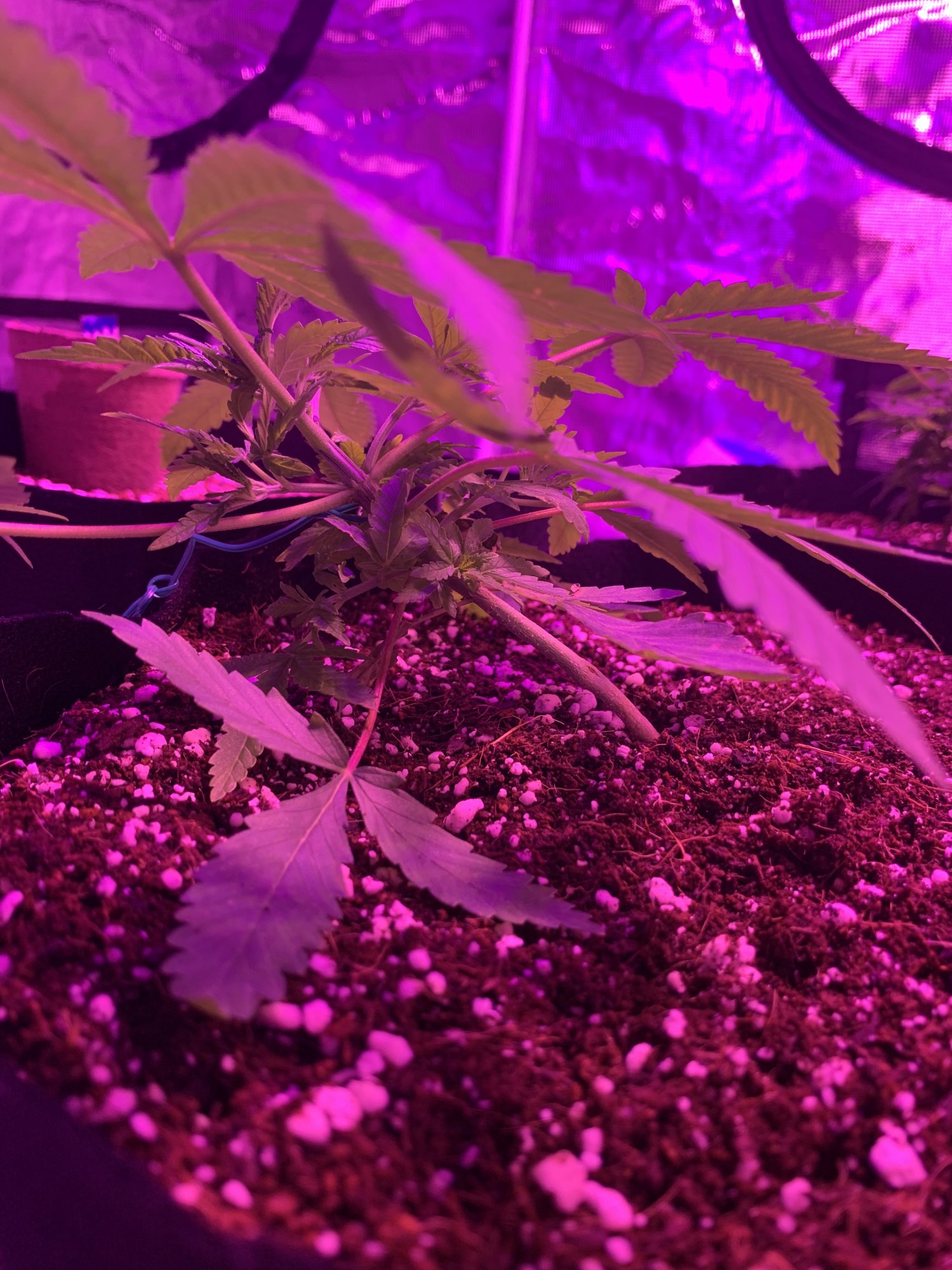 First time grow how do they look so far 4