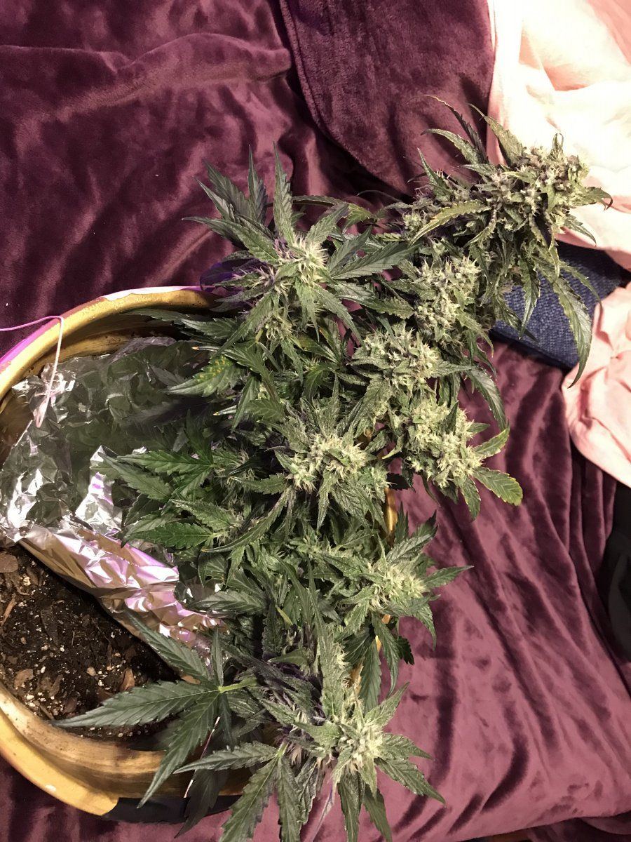 First time grow is it time to harvest 2 diff plants 3