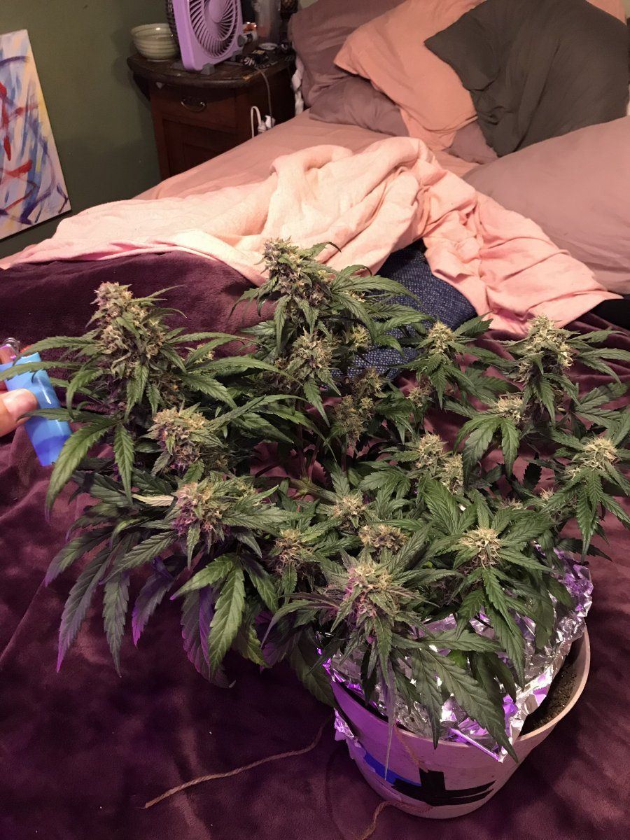 First time grow is it time to harvest 2 diff plants 4