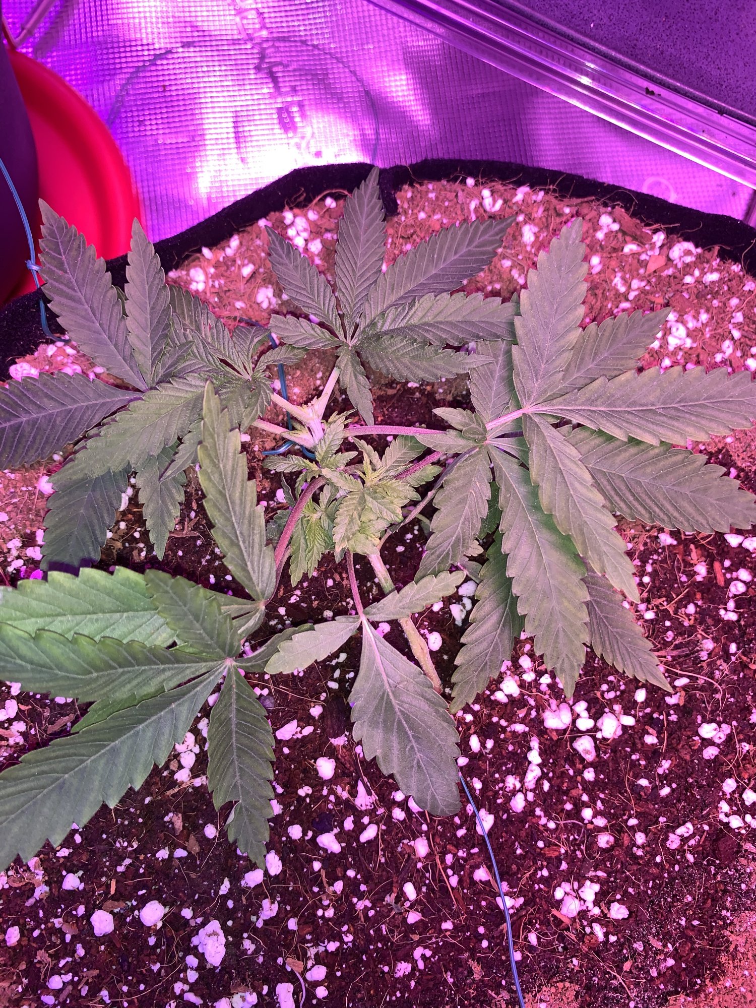 First time grow is she looking healthy 10