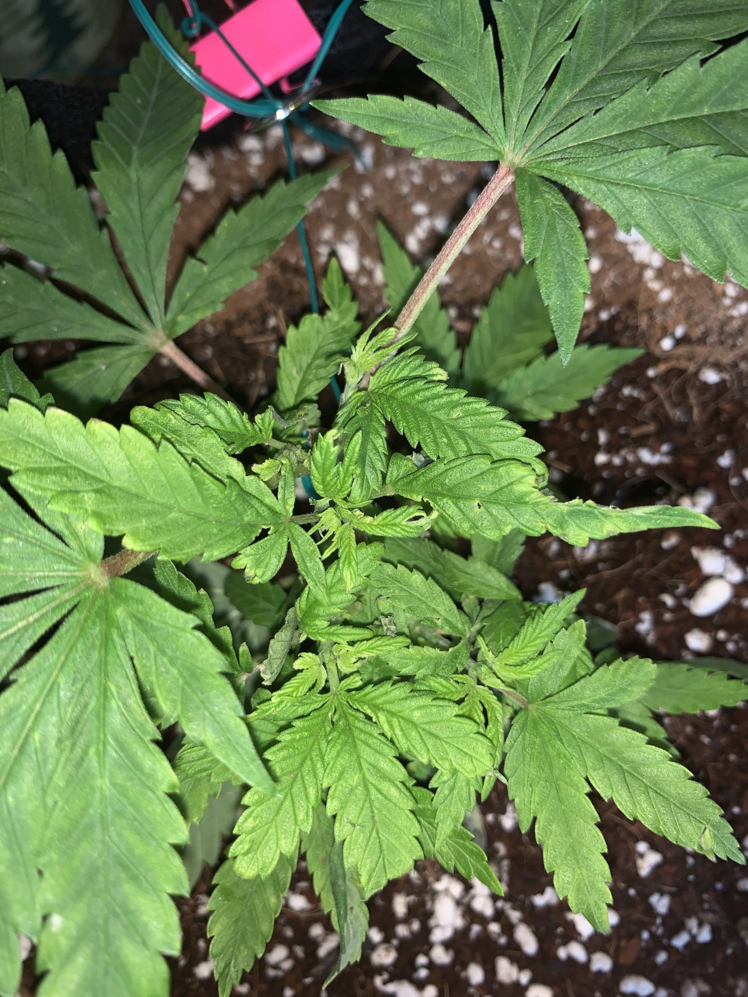 First time grow is she looking healthy 3