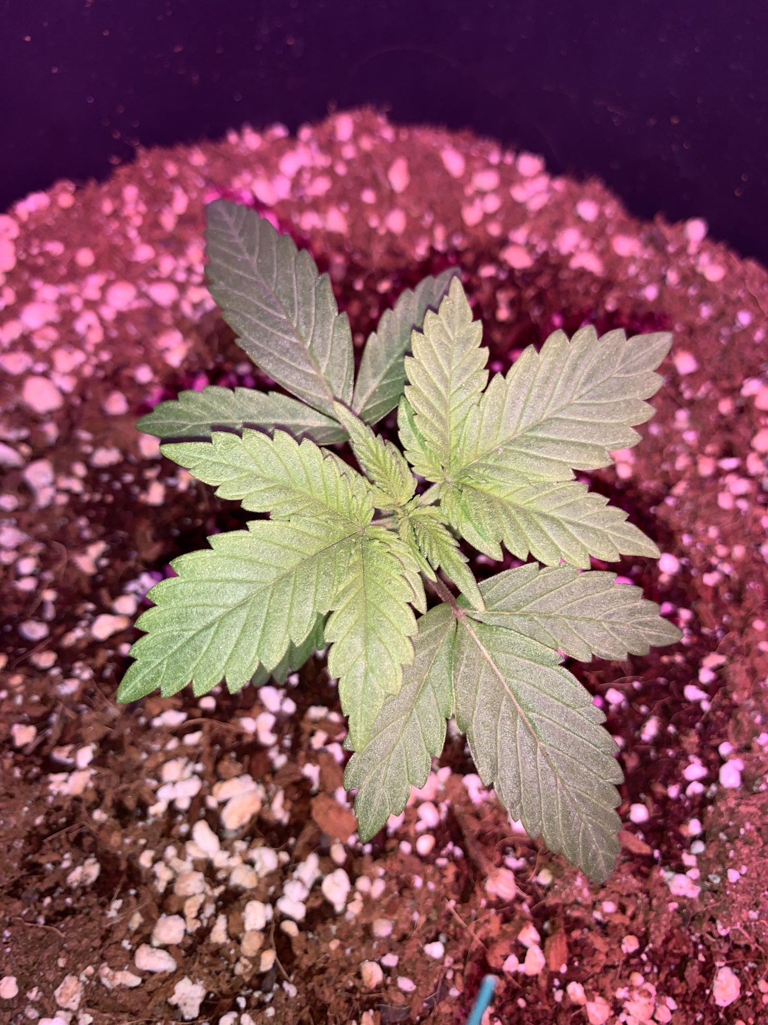 First time grow is she looking healthy 9