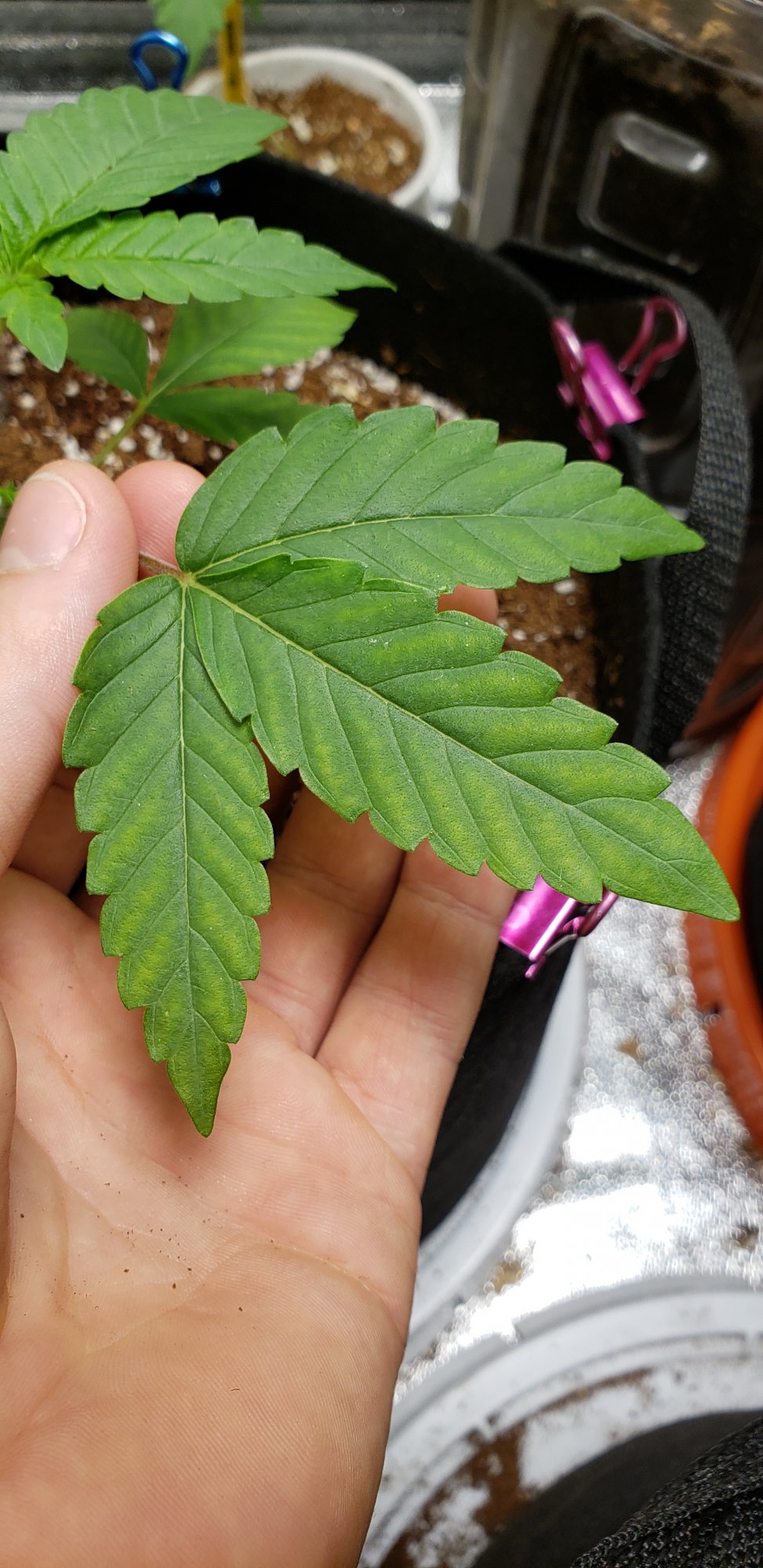 First time grow leaves are yellowing