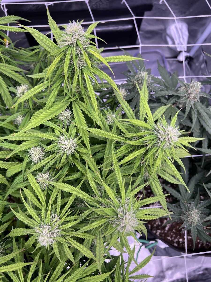 First time grow light burn or deficiency