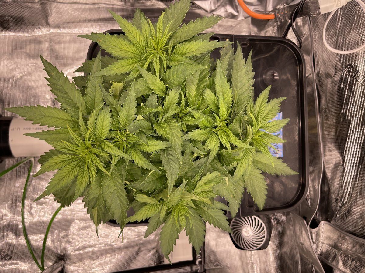 First time grow looking for advice 3