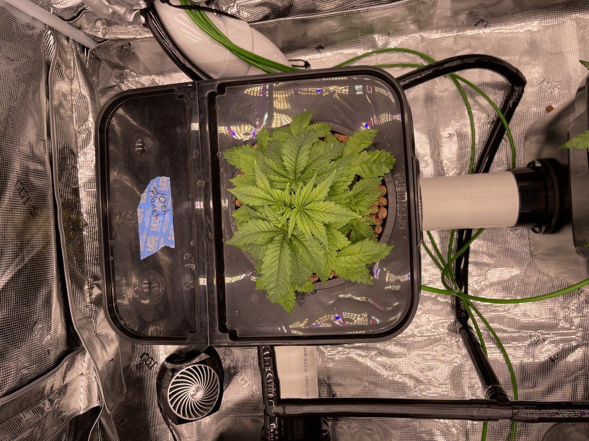 First time grow looking for advice 4