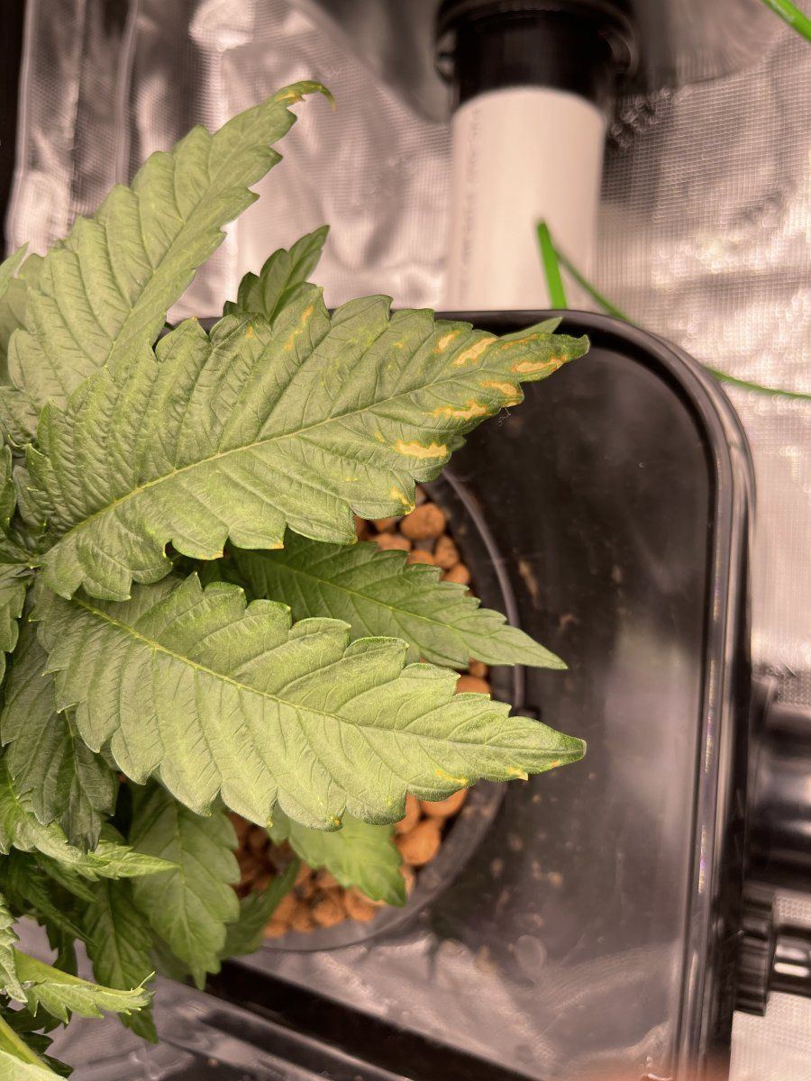 First time grow looking for advice 5