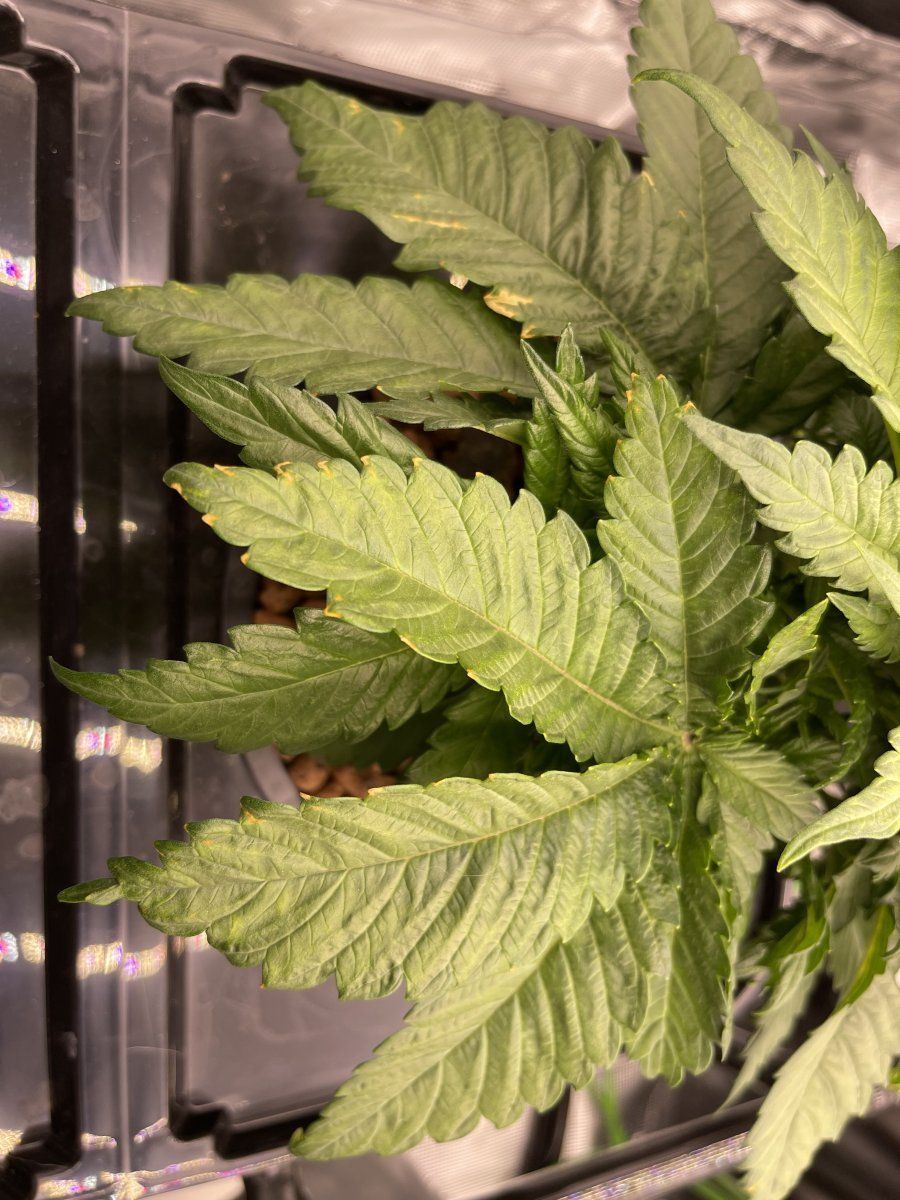 First time grow looking for advice 7