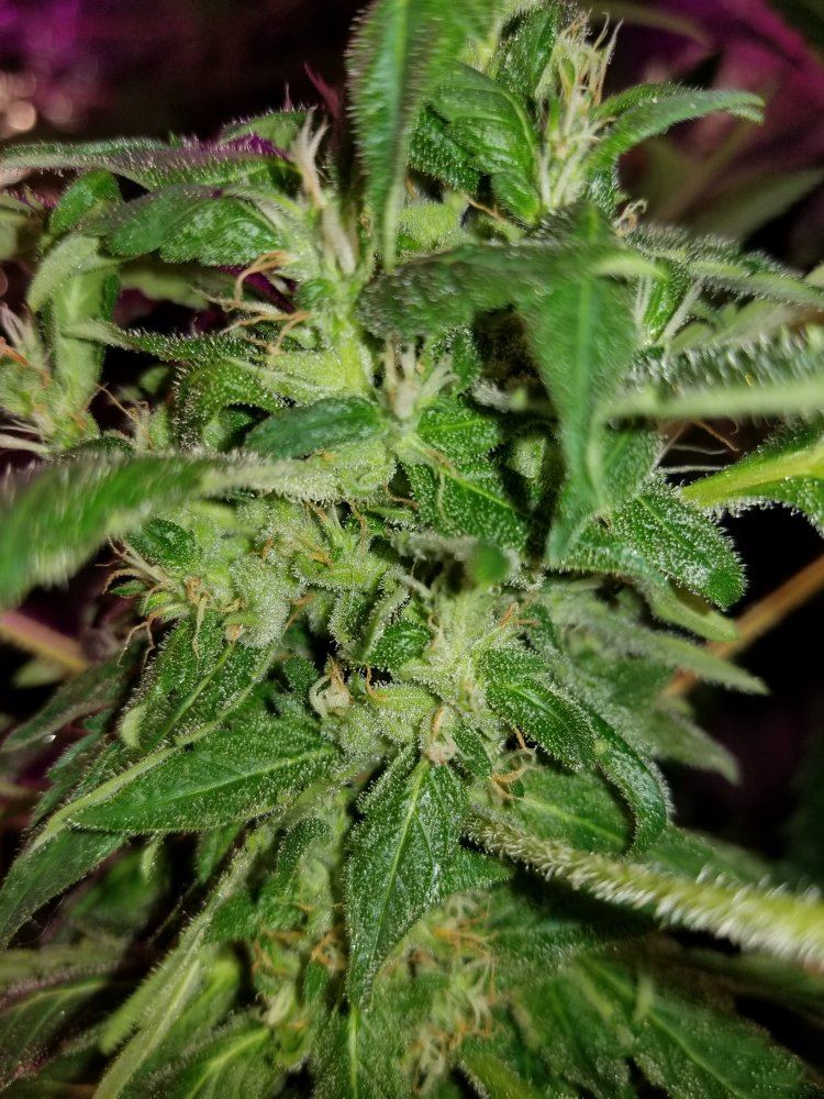 First time grow  looking for input on when to harvest 2
