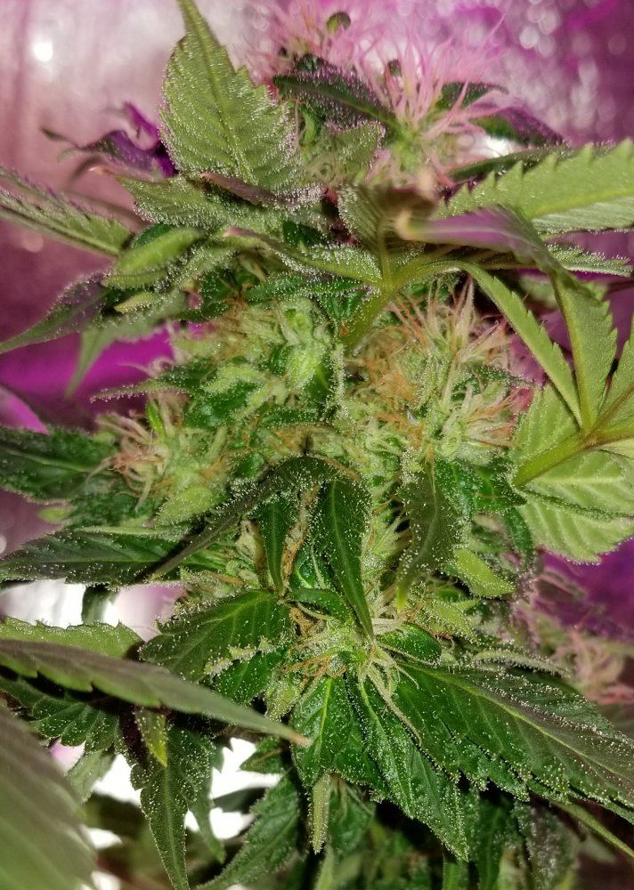 First time grow  looking for input on when to harvest 4