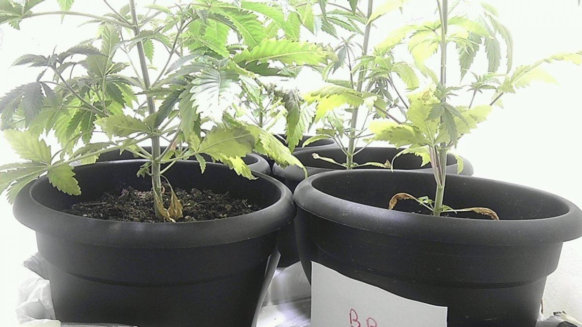 First time grow moderate problems 3