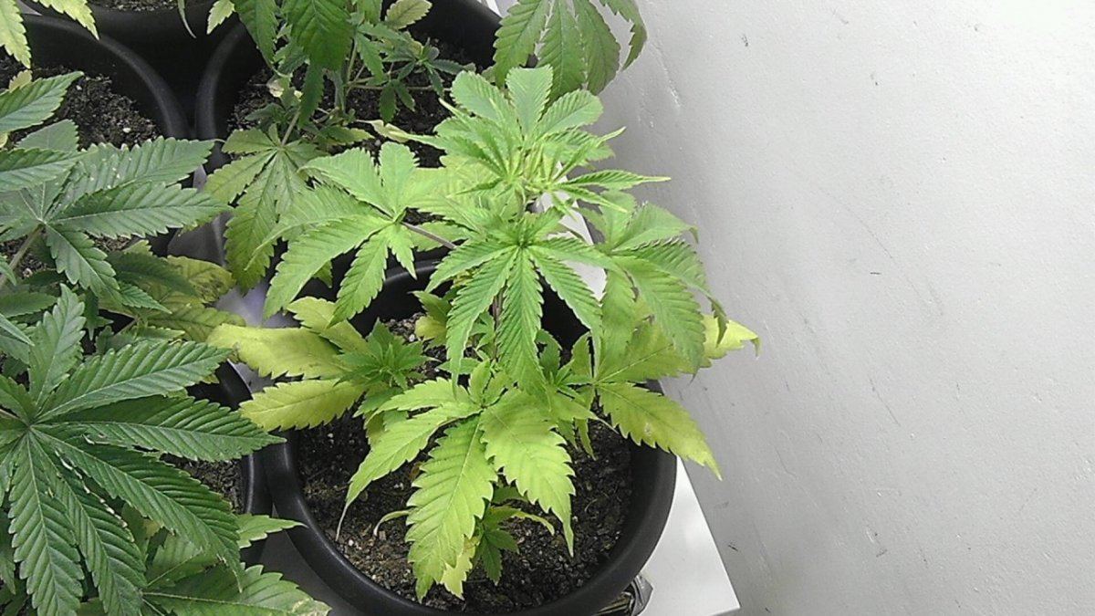 First time grow moderate problems 4