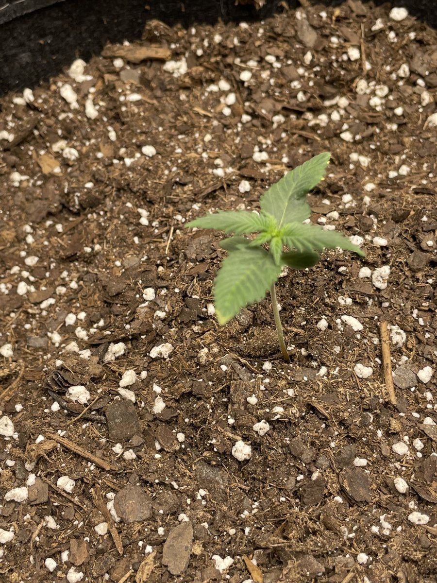 First time grow need advice 2