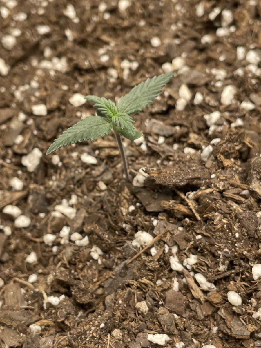 First time grow need advice 3