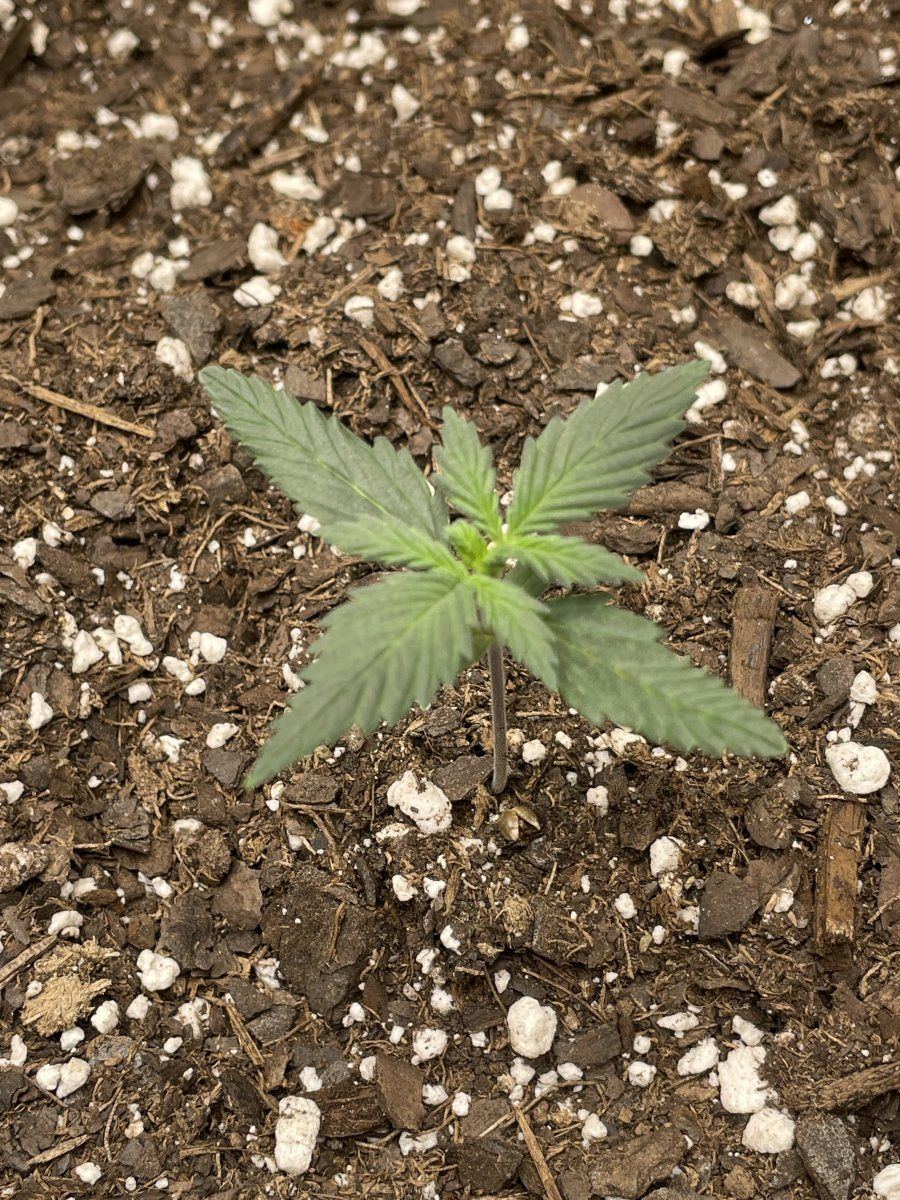 First time grow need advice 4