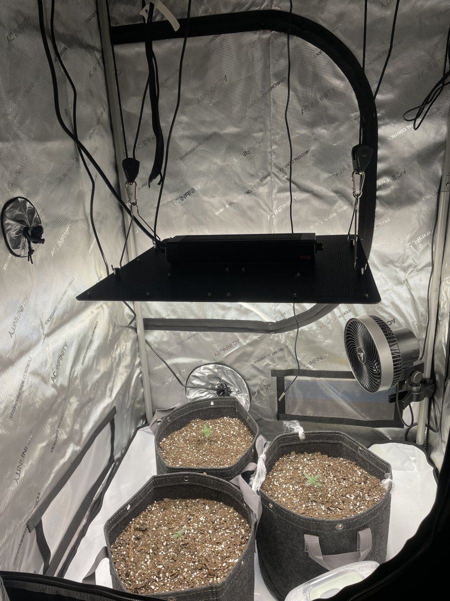 First time grow need advice 5