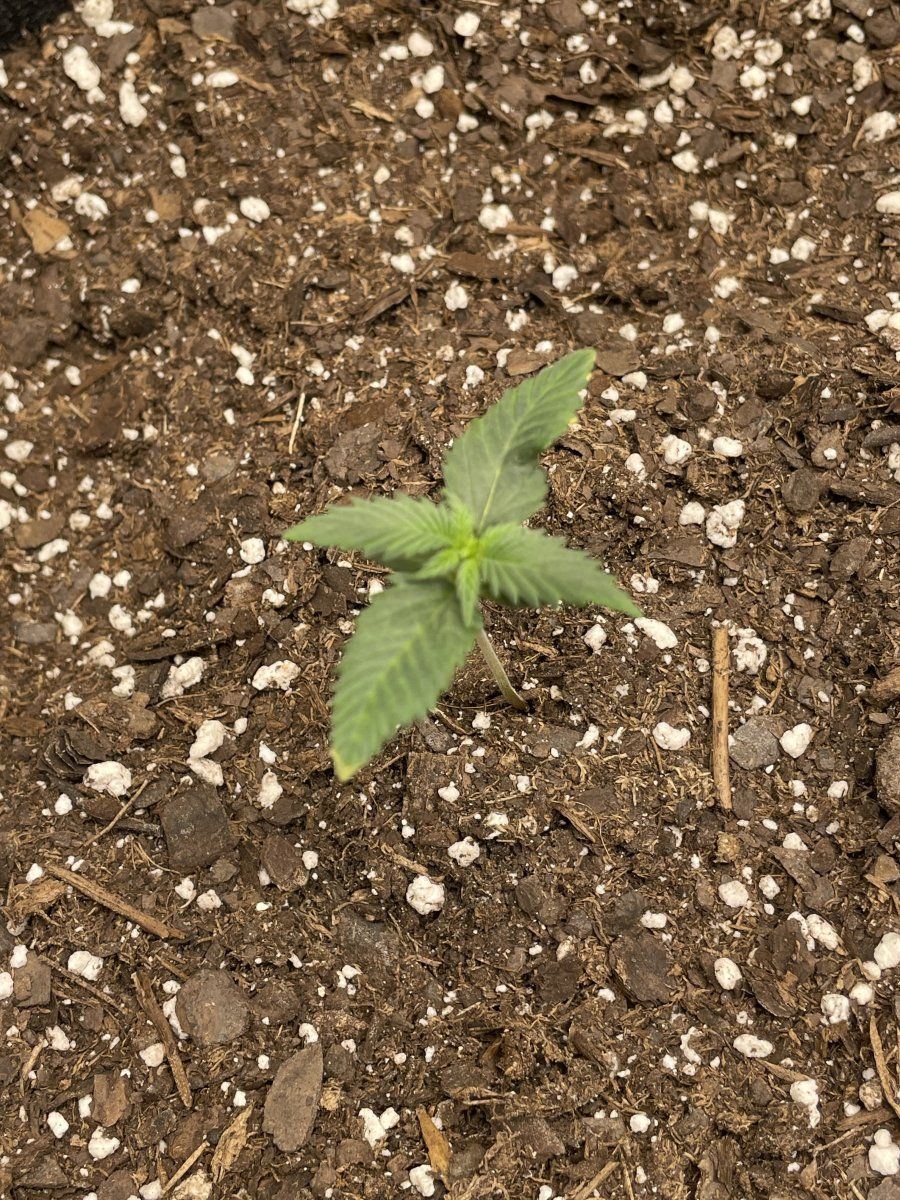 First time grow need advice