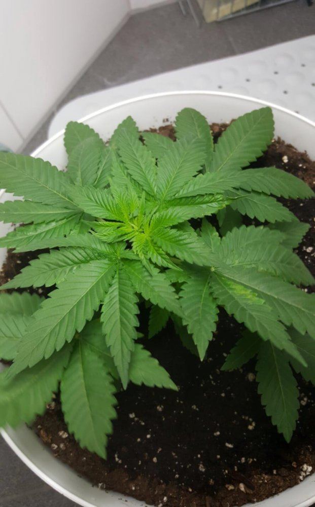 First time grow  need help please 2