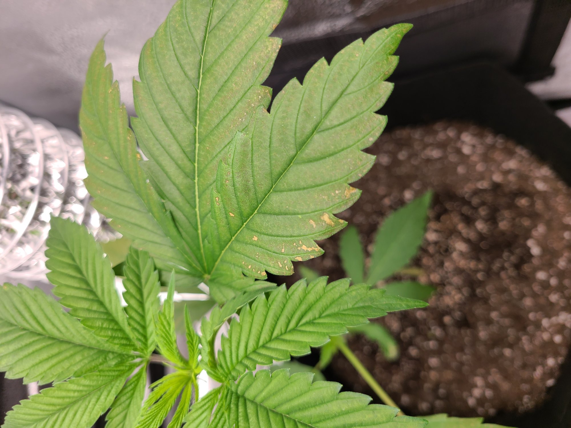 First time grow need help please