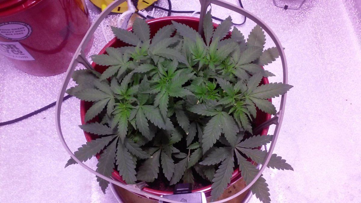 First time grow plant is og kush 21 days