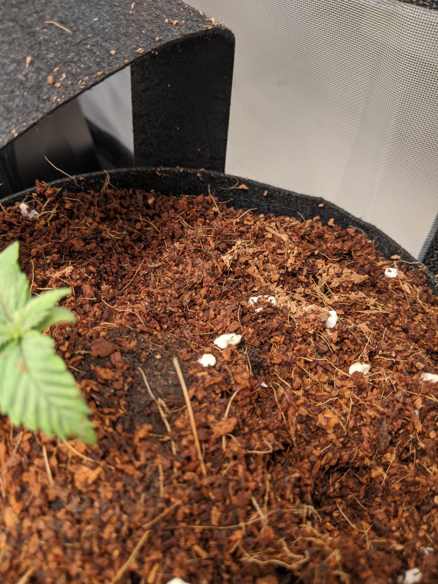 First time grow sog style sampler using pot for pot 2